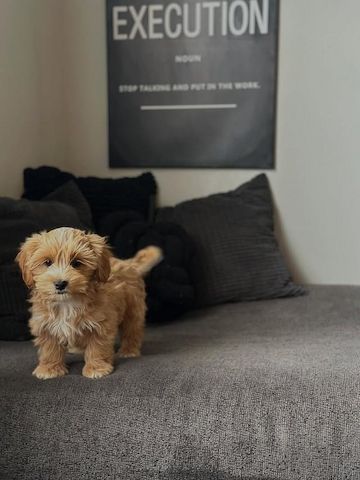 Süße Cavapoo-Welpen zu verkaufen.