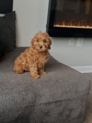 Süße Cavapoo-Welpen zu verkaufen.