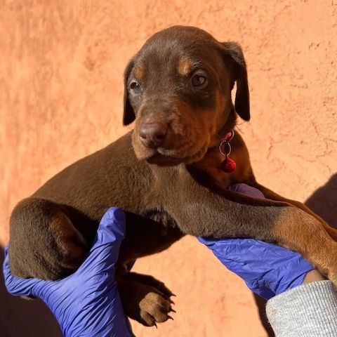 Majestätische Dobermann-Welpen – bereit, Ihr Herz zu erobern!