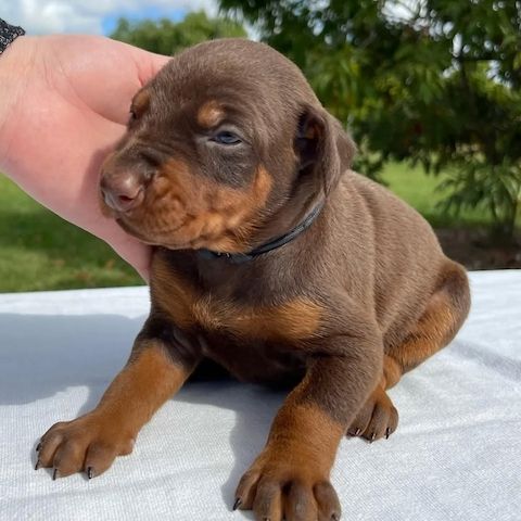 Majestätische Dobermann-Welpen – bereit, Ihr Herz zu erobern!