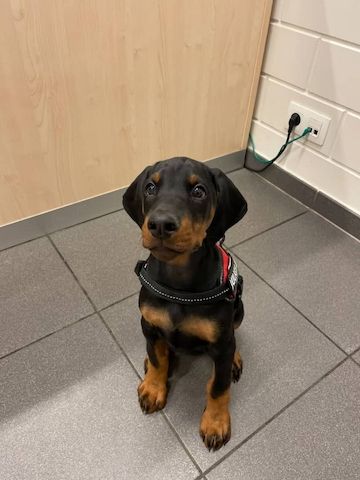 Majestätische Dobermann-Welpen – bereit, Ihr Herz zu erobern!