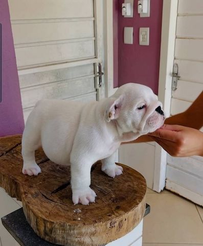 Bezaubernde Englische Bulldoggenwelpen zu verkaufen.