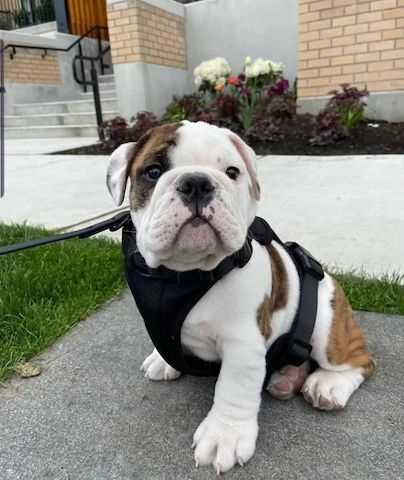 Bezaubernde Englische Bulldoggenwelpen zu verkaufen.