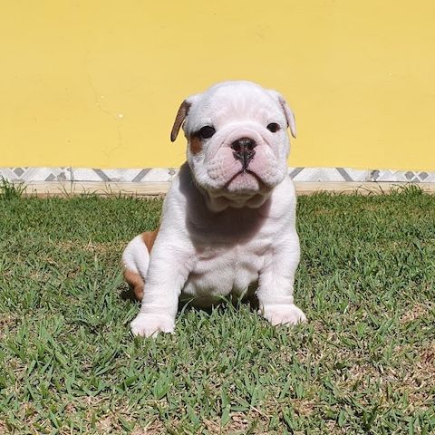 Bezaubernde Englische Bulldoggenwelpen zu verkaufen.