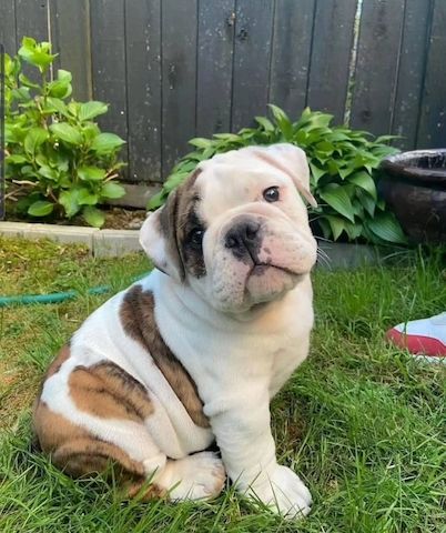 Bezaubernde Englische Bulldoggenwelpen zu verkaufen.