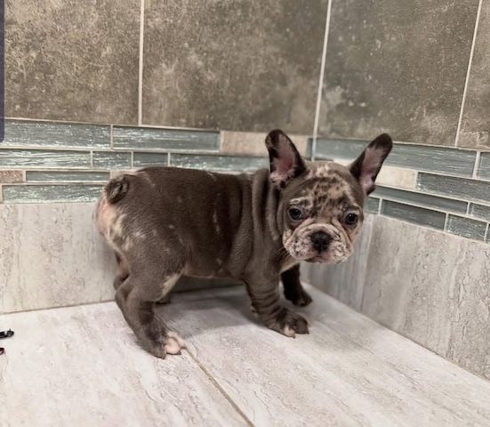 Bezaubernde Französische Bulldoggenwelpen zu verkaufen.