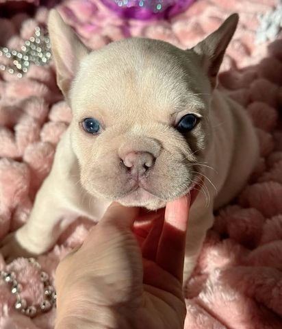 Bezaubernde Französische Bulldoggenwelpen zu verkaufen.
