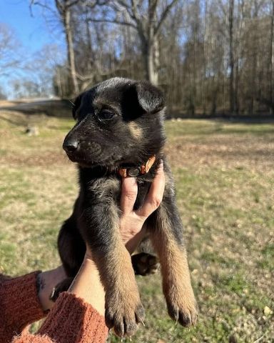 Liebevolle Deutsche Schäferhundwelpen zu verkaufen.