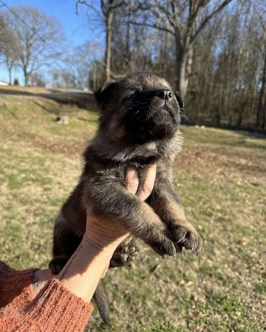 Liebevolle Deutsche Schäferhundwelpen zu verkaufen.