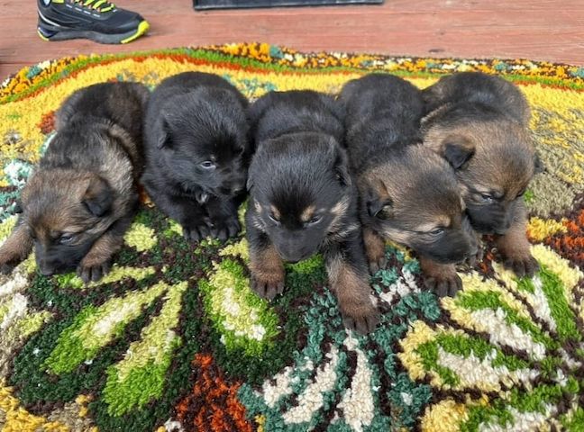 Liebevolle Deutsche Schäferhundwelpen zu verkaufen.