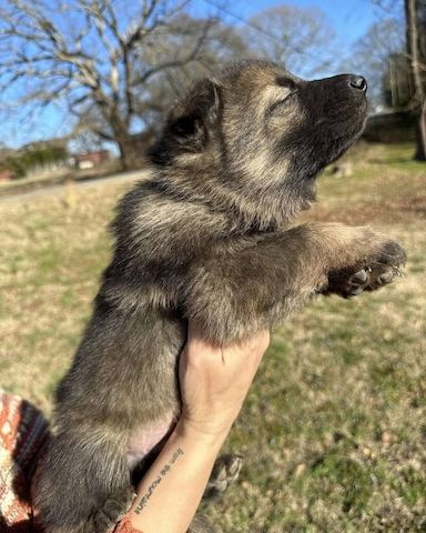 Liebevolle Deutsche Schäferhundwelpen zu verkaufen.