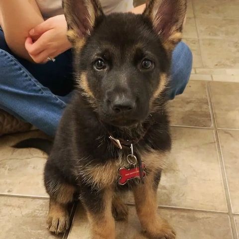 Liebevolle Deutsche Schäferhundwelpen zu verkaufen.