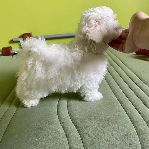 Bezaubernde Malteserwelpen zu verkaufen.