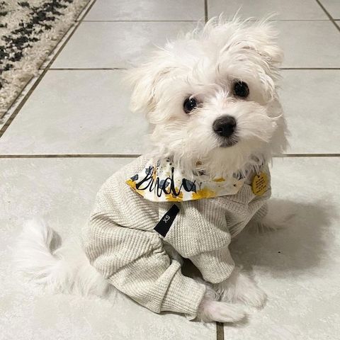 Bezaubernde Malteserwelpen zu verkaufen.