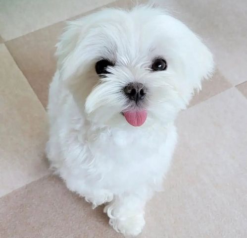 Bezaubernde Malteserwelpen zu verkaufen.