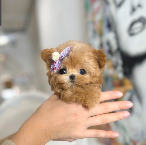 Wunderschöne Maltipoo-Welpen zu verkaufen