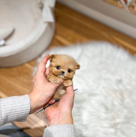 Wunderschöne Maltipoo-Welpen zu verkaufen