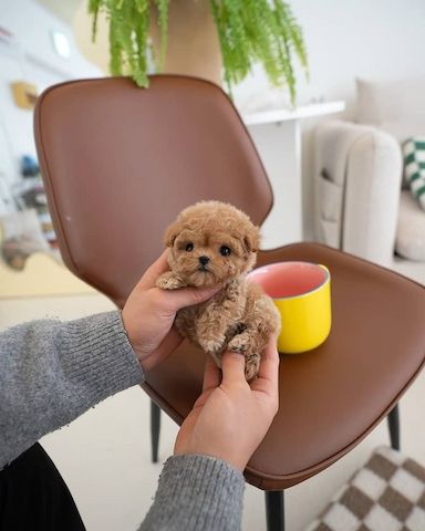 Wunderschöne Maltipoo-Welpen zu verkaufen