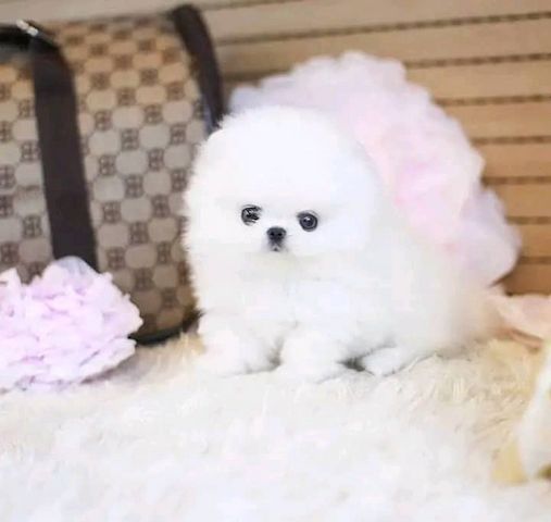 Liebevolle Pomeranian-Welpen zu verkaufen.