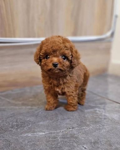 Bezaubernde Pudelwelpen zu verkaufen.