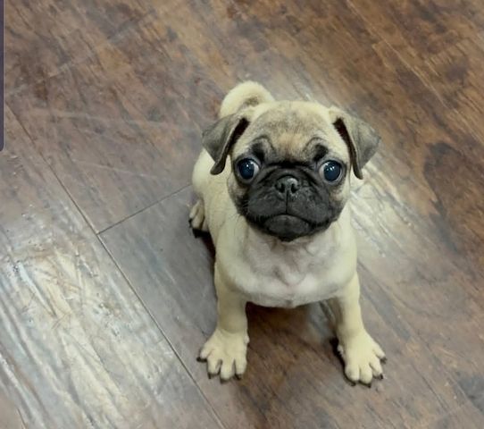 Niedliche Mops-Welpen suchen ein liebevolles Zuhause