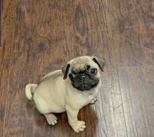 Niedliche Mops-Welpen suchen ein liebevolles Zuhause