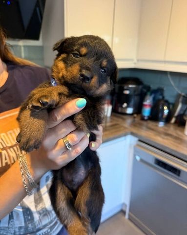 Gesunde Rottweilerwelpen suchen ein liebevolles Zuhause.