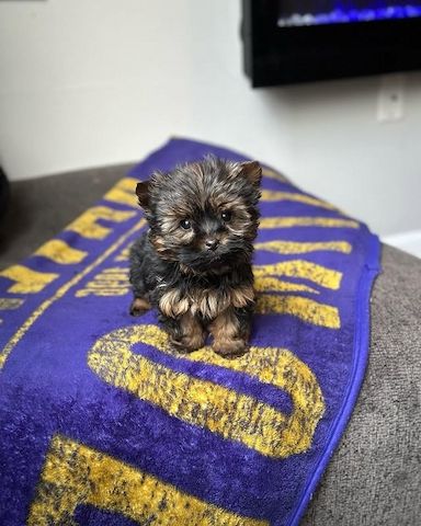 Yorkshire-Terrier-Welpen suchen ein liebevolles Zuhause.