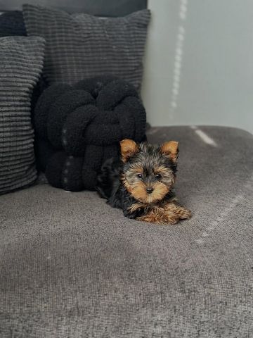 Yorkshire-Terrier-Welpen suchen ein liebevolles Zuhause.