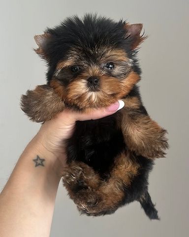 Yorkshire-Terrier-Welpen suchen ein liebevolles Zuhause.