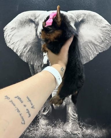 Yorkshire-Terrier-Welpen suchen ein liebevolles Zuhause.