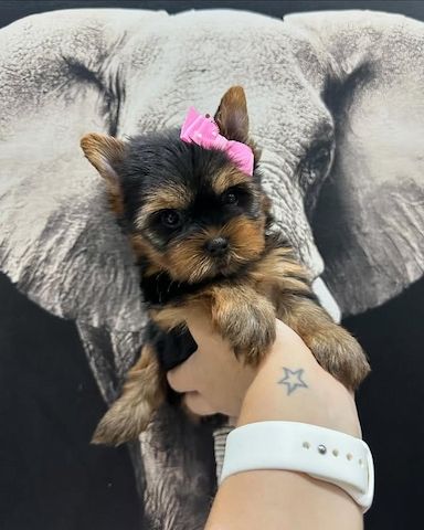 Yorkshire-Terrier-Welpen suchen ein liebevolles Zuhause.