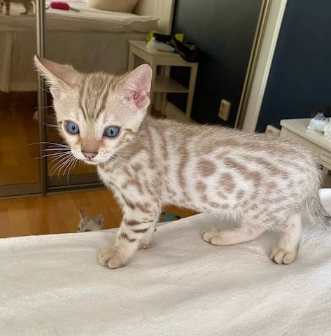 Bengalkätzchen suchen ein liebevolles Zuhause.
