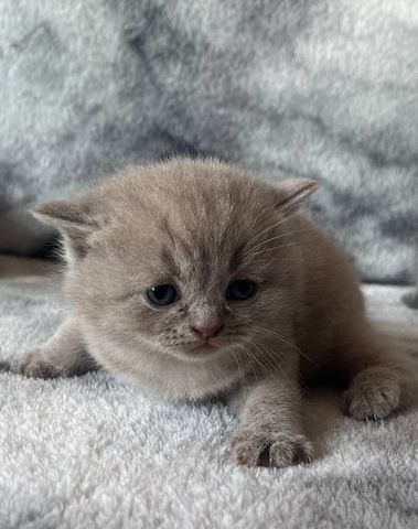 Wunderschöne Britisch Kurzhaar-Kätzchen zu verkaufen.