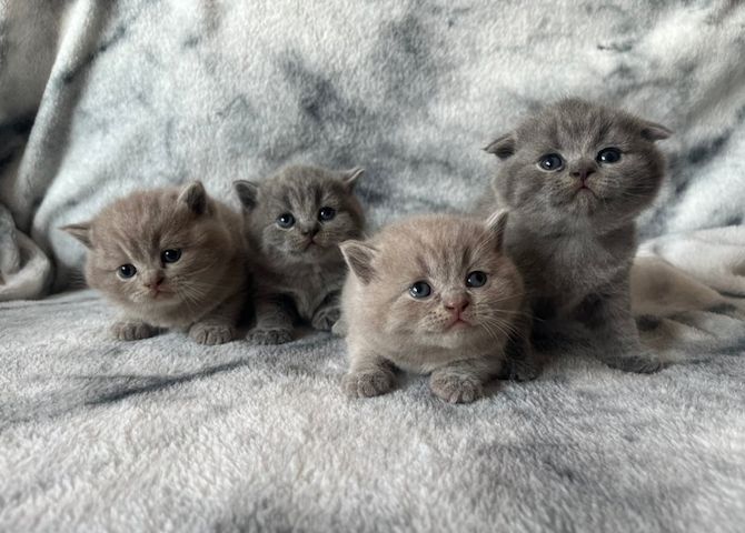 Wunderschöne Britisch Kurzhaar-Kätzchen zu verkaufen.