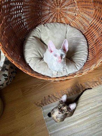 Wunderschöne Cornish Rex-Kätzchen zu verkaufen.