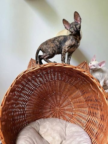 Wunderschöne Cornish Rex-Kätzchen zu verkaufen.
