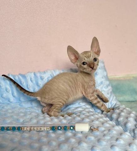 Wunderschöne Cornish Rex-Kätzchen zu verkaufen.