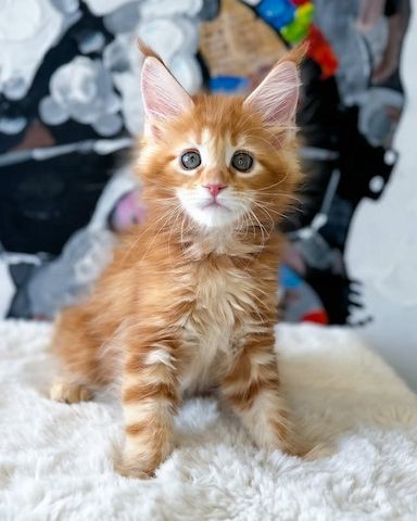 Süße Maine-Coon-Kätzchen suchen ein liebevolles Zuhause.