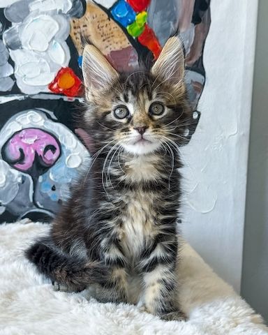 Süße Maine-Coon-Kätzchen suchen ein liebevolles Zuhause.