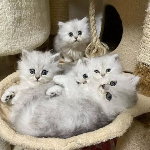 Bezaubernde Munchkin-Kätzchen zu verkaufen.