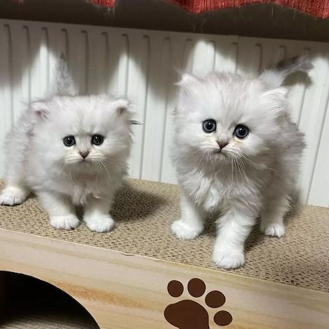 Bezaubernde Munchkin-Kätzchen zu verkaufen.