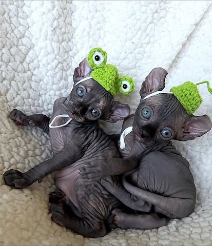 Liebevolle Sphynx-Kätzchen suchen ein liebevolles Zuhause.