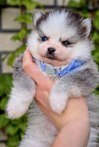 Pomsky F3 Toy & Mini Bärchentyp Puppengesicht