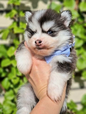 Pomsky F3 Toy & Mini Bärchentyp Puppengesicht