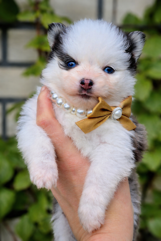 Pomsky F3 Toy & Mini Bärchentyp Puppengesicht