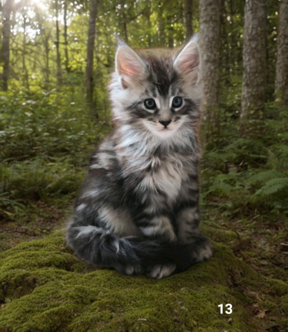 Maine Coon Kitten