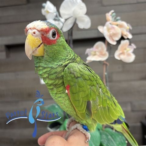 Amazonenpapageien, männlich und weiblich