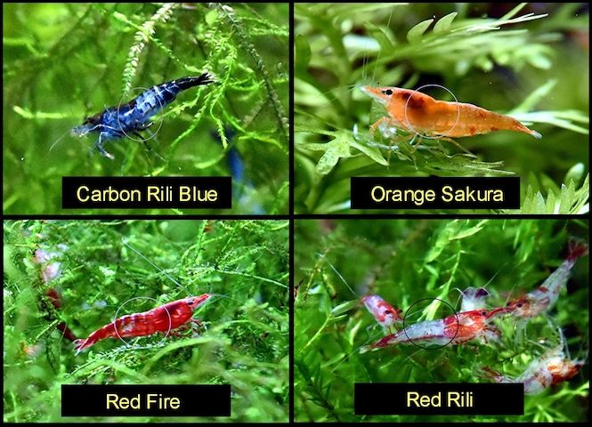 Zwerggarnele, Carbon Rili Blue, Orange Sakura, Red Fire, Red Rili