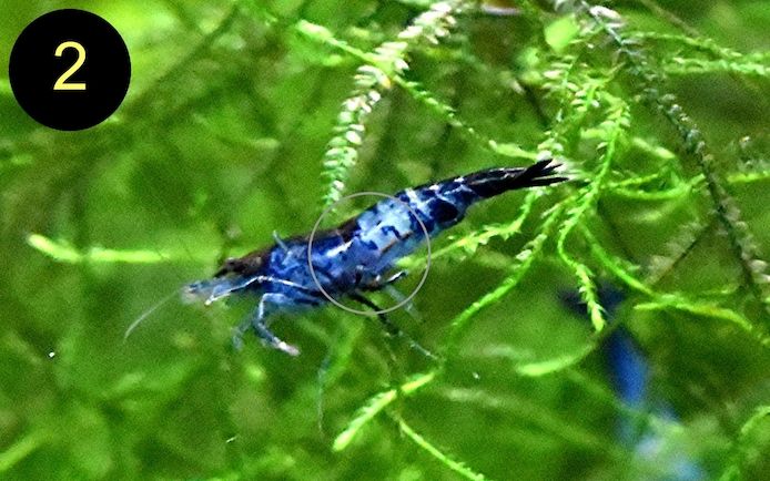 Zwerggarnele, Carbon Rili Blue, Orange Sakura, Red Fire, Red Rili